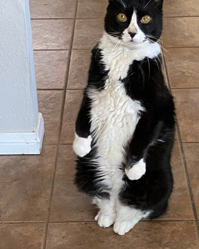 Penguin cat.