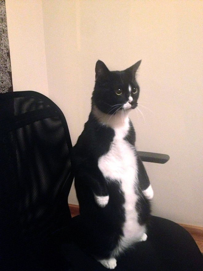 Penguin cat.