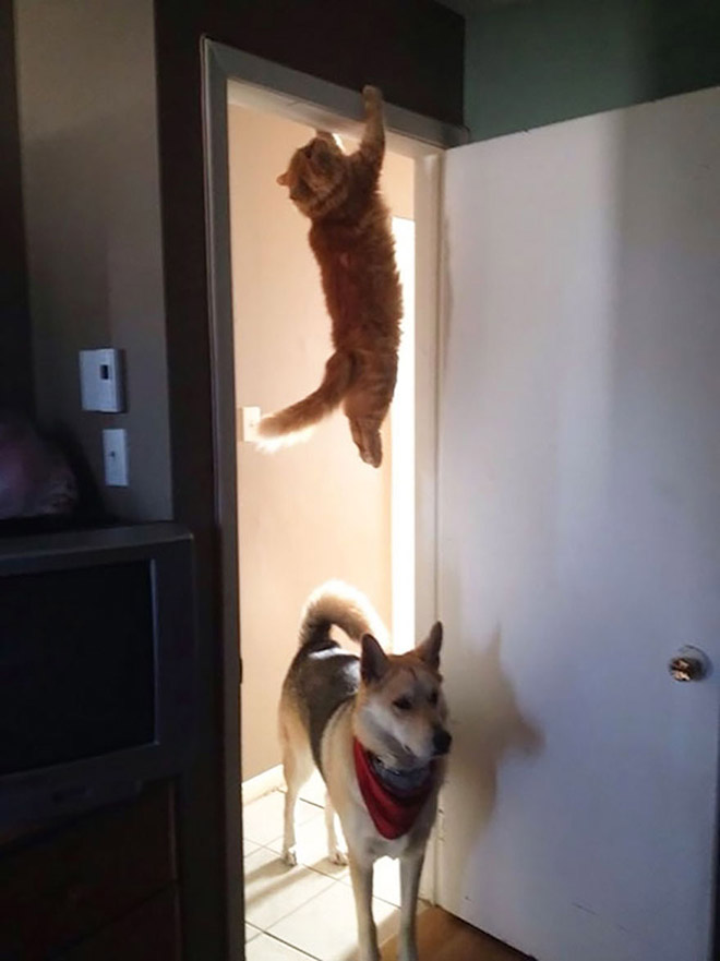 Some cats defy the laws of physics.