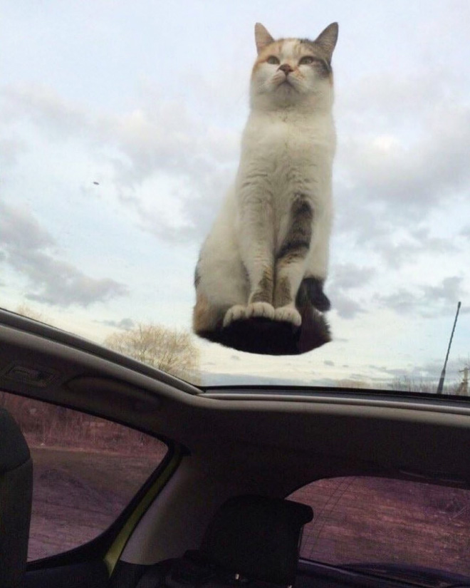 Some cats defy the laws of physics.