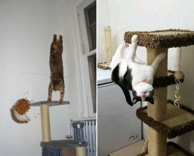 Some cats defy the laws of physics.
