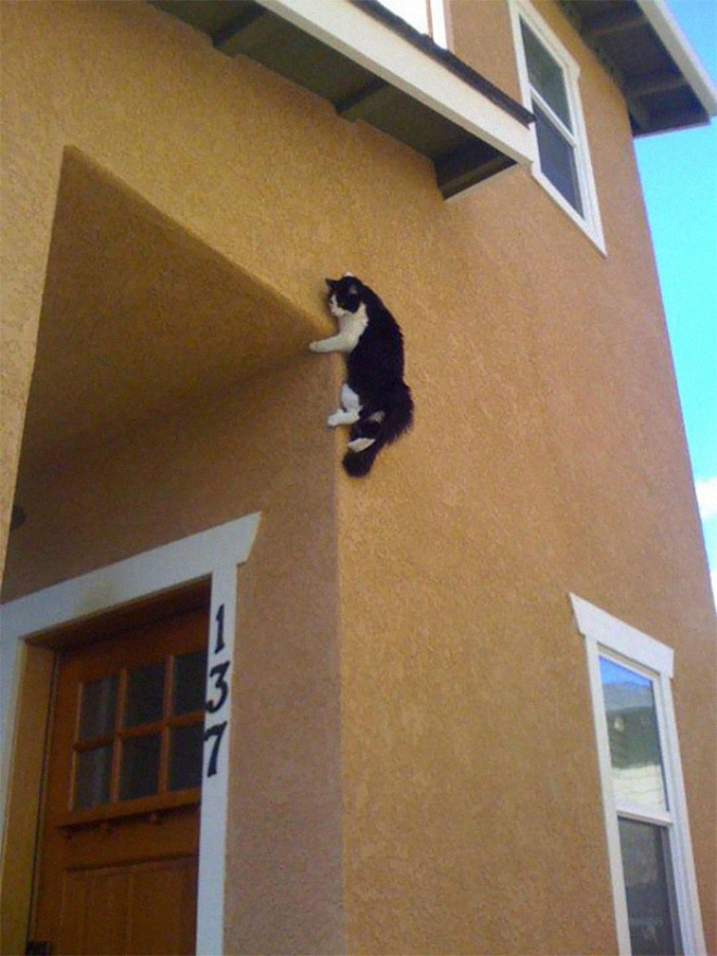 Some cats defy the laws of physics.