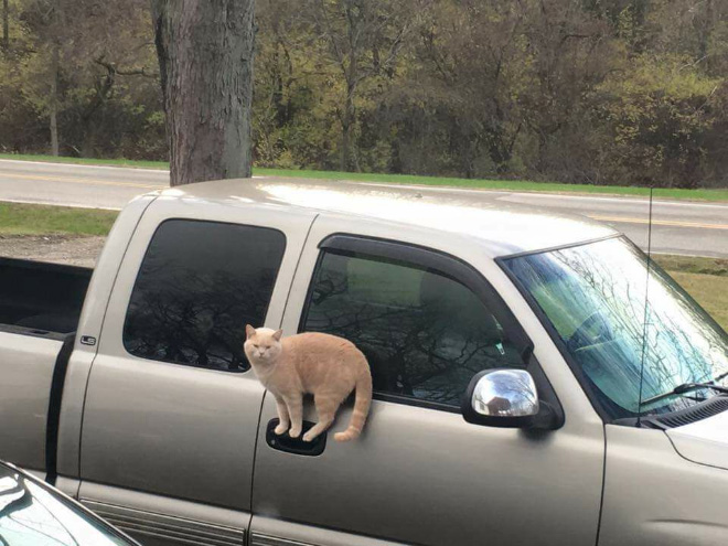 Some cats defy the laws of physics.