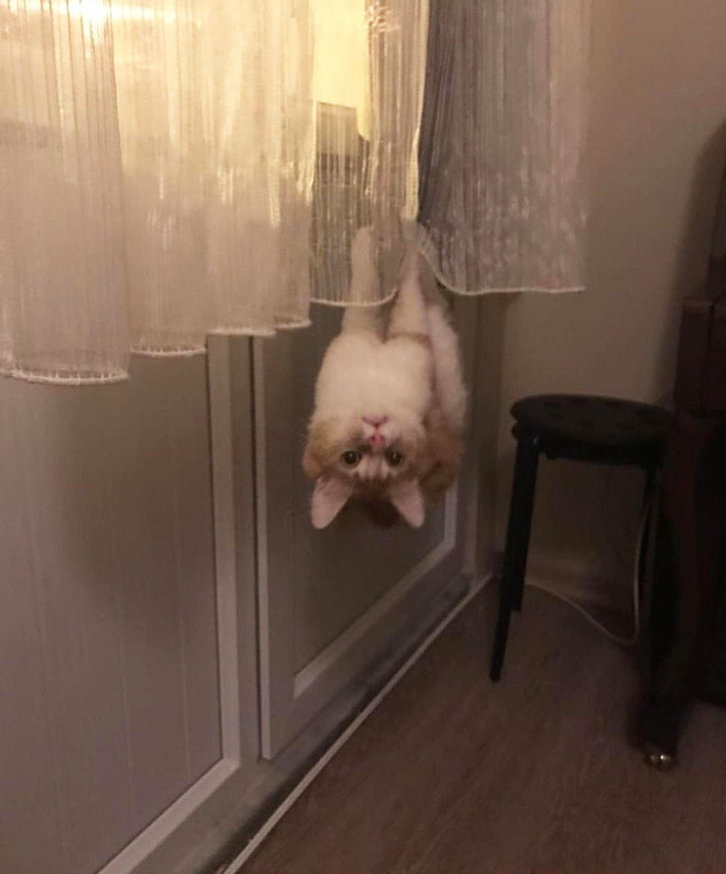 Some cats defy the laws of physics.