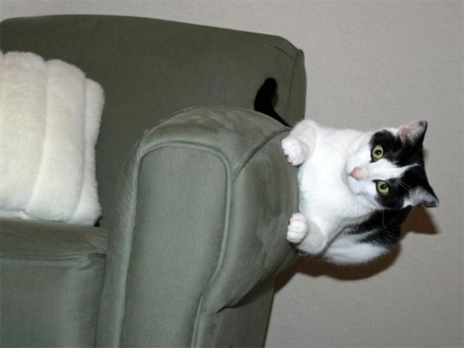 Some cats defy the laws of physics.