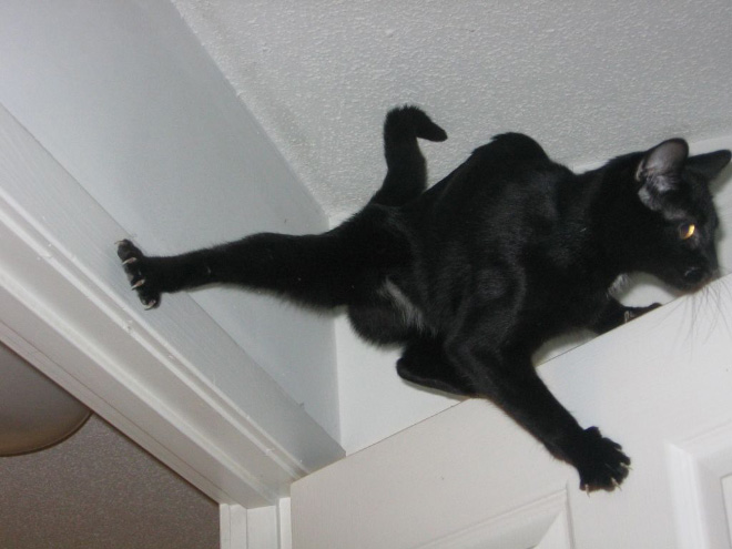 Some cats defy the laws of physics.