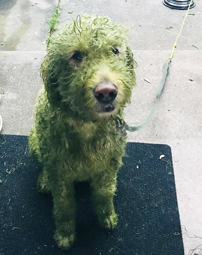 After playing in freshly cut grass.