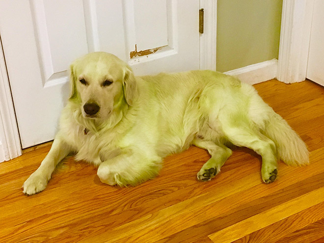 After playing in freshly cut grass.