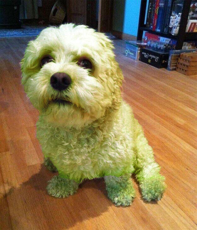 After playing in freshly cut grass.