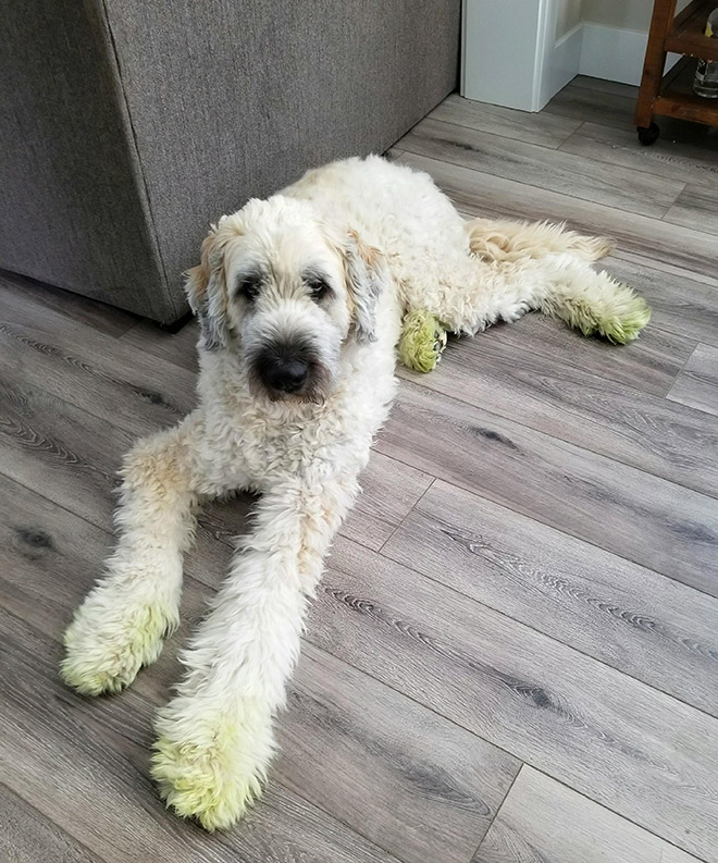 After playing in freshly cut grass.