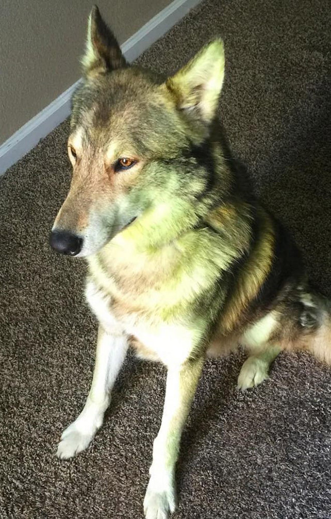 After playing in freshly cut grass.