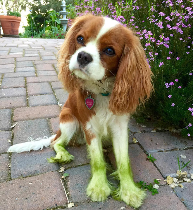 After playing in freshly cut grass.