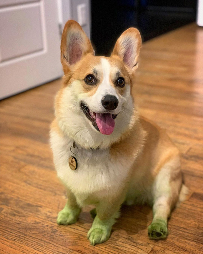 After playing in freshly cut grass.