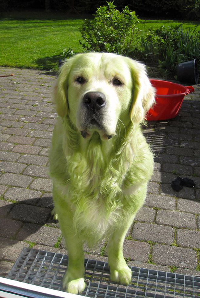 After playing in freshly cut grass.