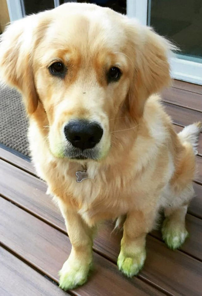 After playing in freshly cut grass.