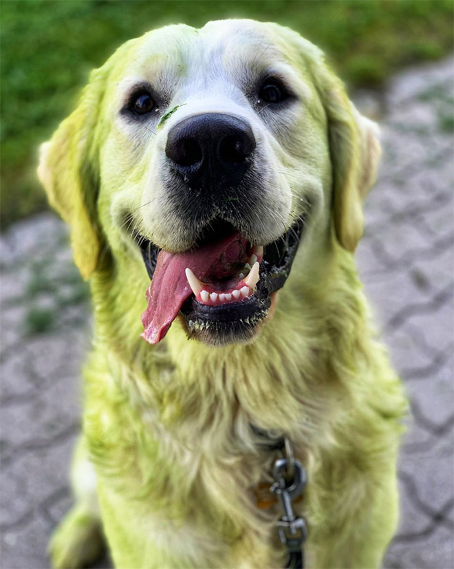 After playing in freshly cut grass.