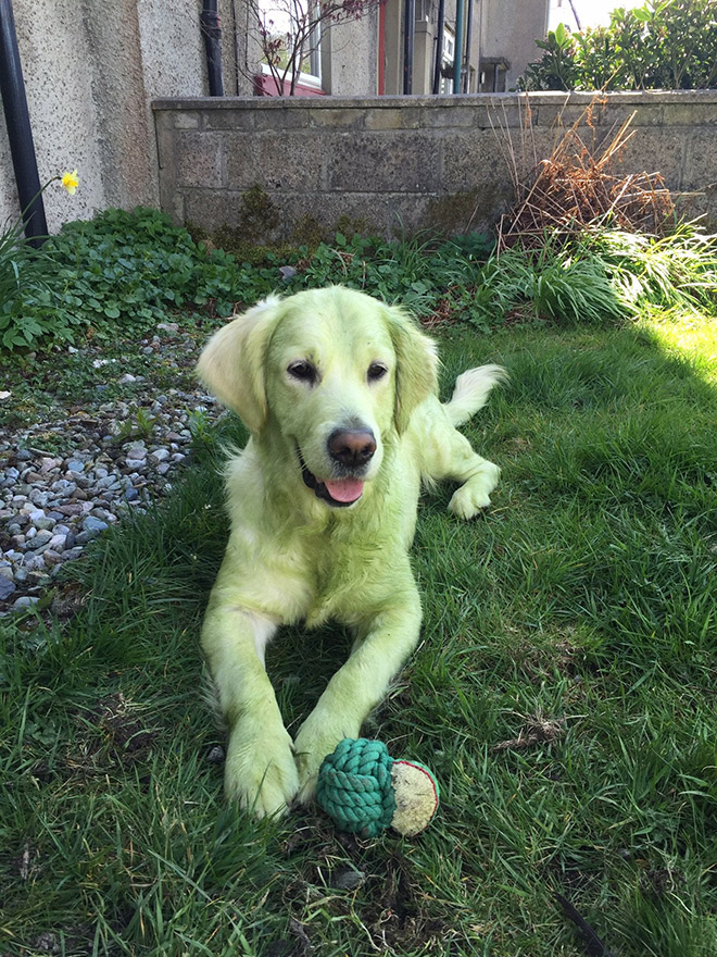 After playing in freshly cut grass.