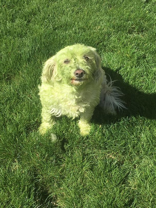 After playing in freshly cut grass.