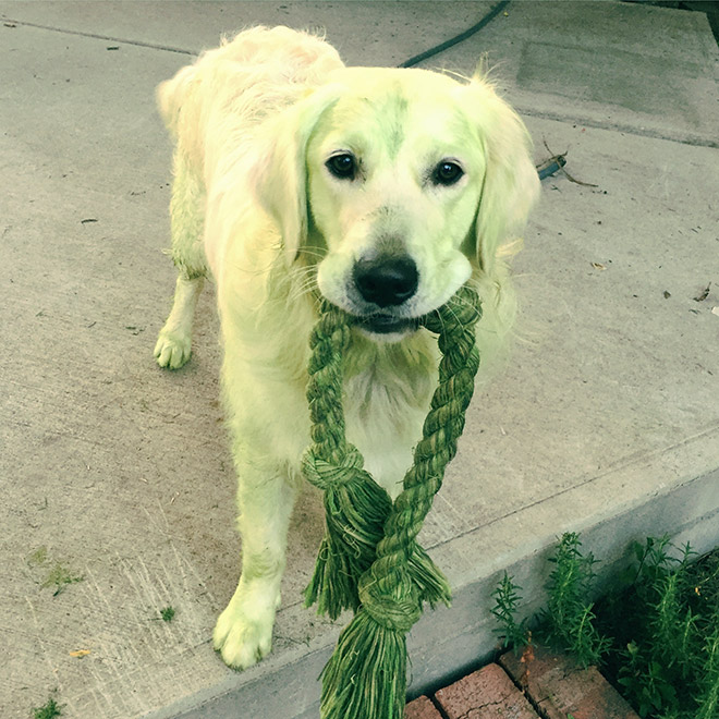 After playing in freshly cut grass.