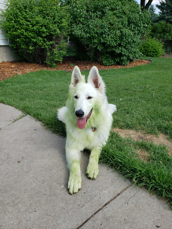 After playing in freshly cut grass.