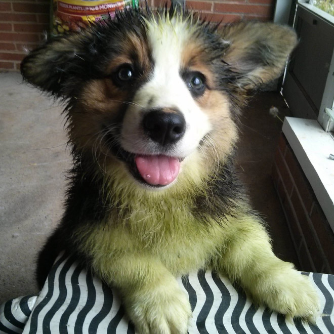 After playing in freshly cut grass.