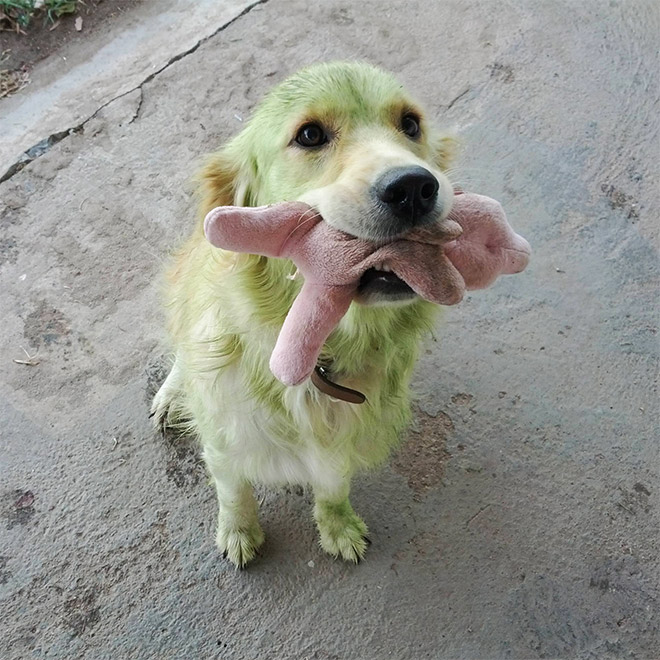 After playing in freshly cut grass.