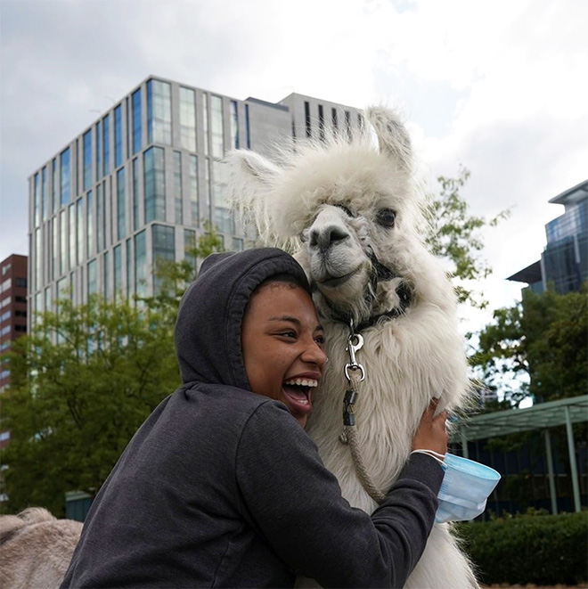 No drama llama Caesar calming down protesters and policemen.