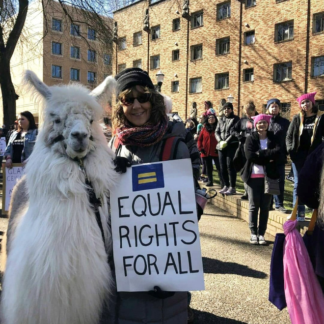 No drama llama Caesar calming down protesters and policemen.