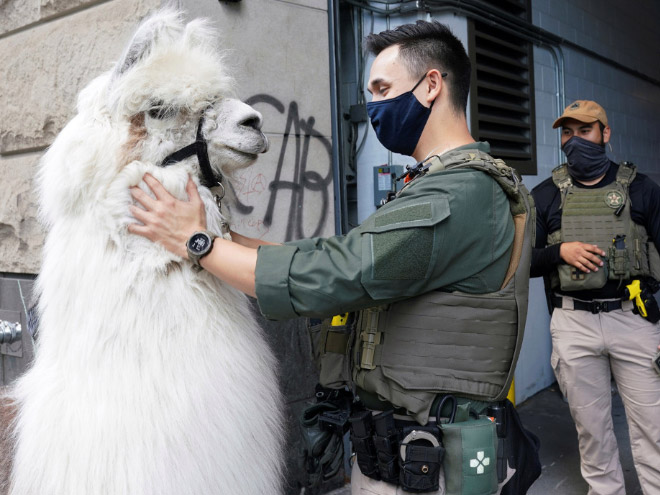 No drama llama Caesar calming down protesters and policemen.