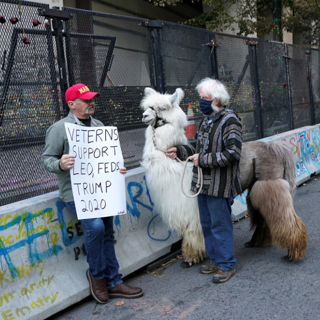 No drama llama Caesar calming down protesters and policemen.