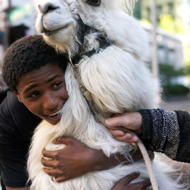 No drama llama Caesar calming down protesters and policemen.