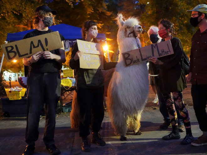 No drama llama Caesar calming down protesters and policemen.