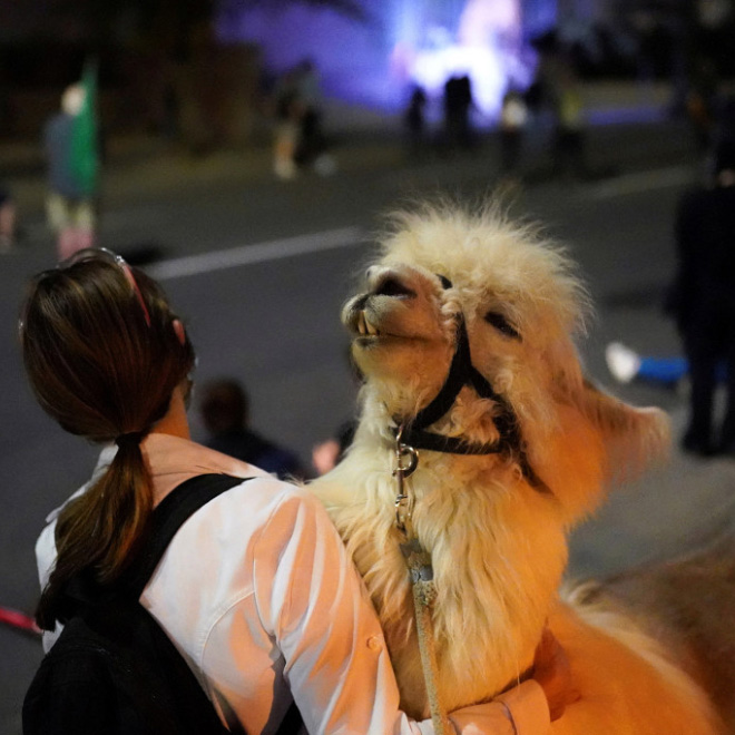 No drama llama Caesar calming down protesters and policemen.