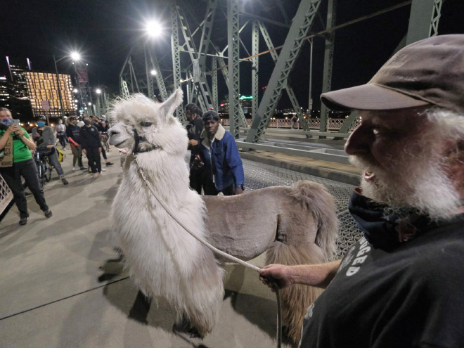 No drama llama Caesar calming down protesters and policemen.