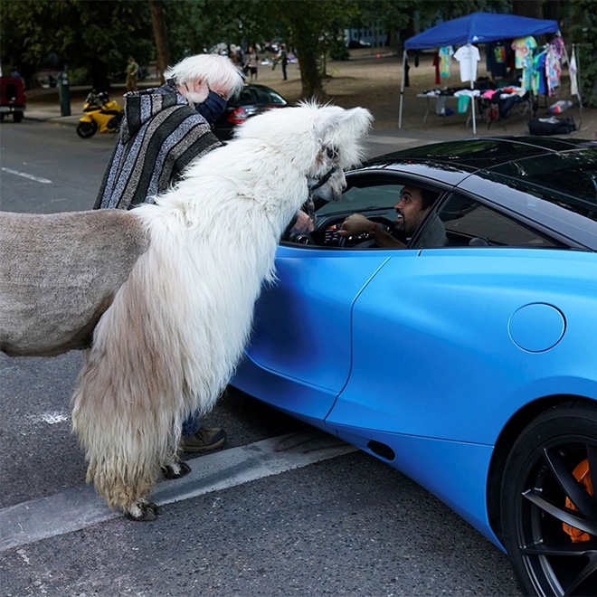 No drama llama Caesar calming down protesters and policemen.