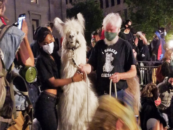 No drama llama Caesar calming down protesters and policemen.