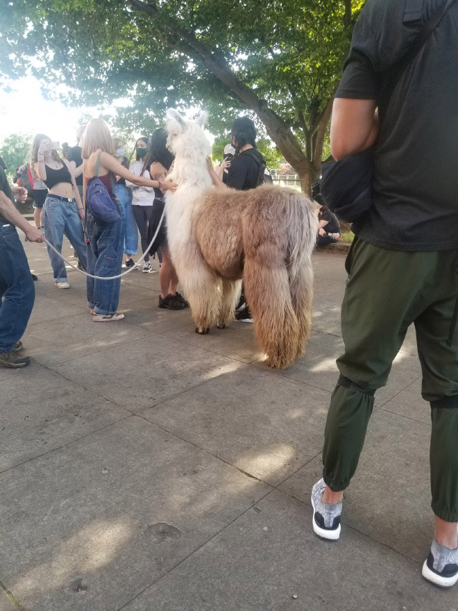 No drama llama Caesar calming down protesters and policemen.