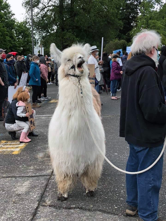 No drama llama Caesar calming down protesters and policemen.