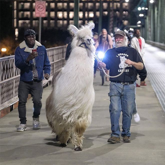 No drama llama Caesar calming down protesters and policemen.