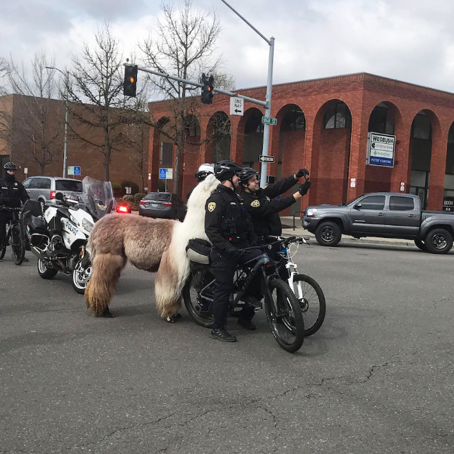 No drama llama Caesar calming down protesters and policemen.