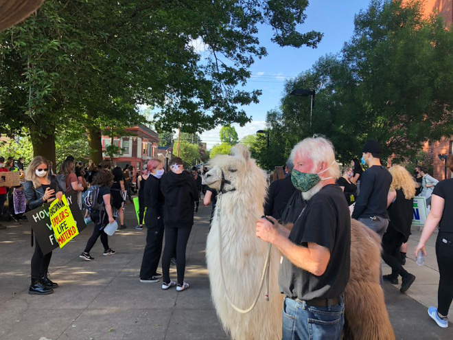 No drama llama Caesar calming down protesters and policemen.