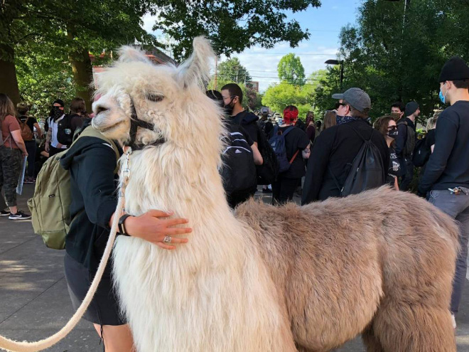 No drama llama Caesar calming down protesters and policemen.