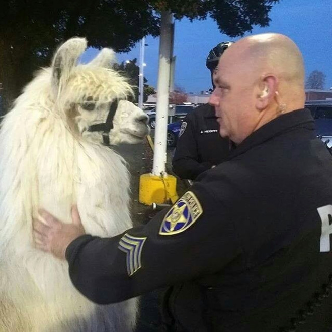 No drama llama Caesar calming down protesters and policemen.