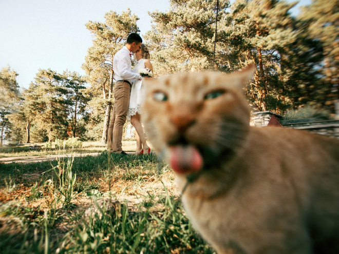 Funny photobombing cat.