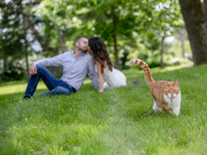 Funny photobombing cat.