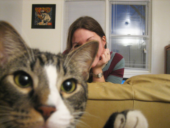 Funny photobombing cat.