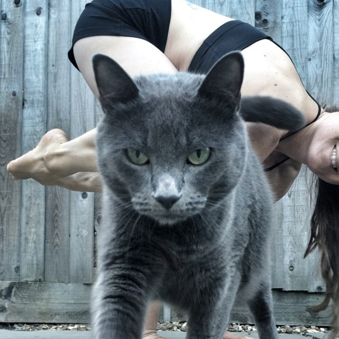 Funny photobombing cat.