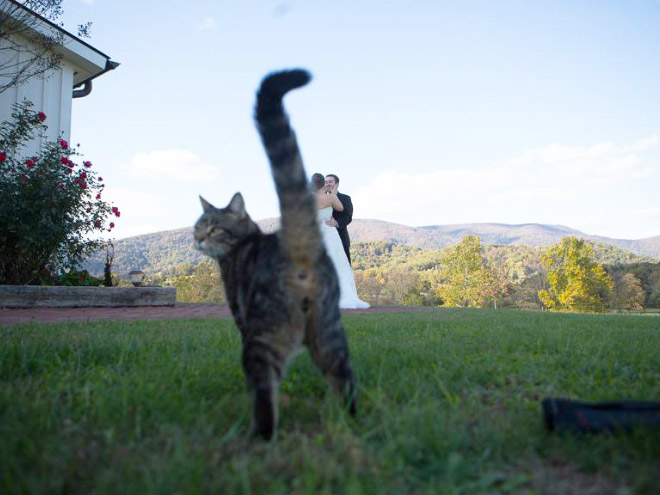 Funny photobombing cat.