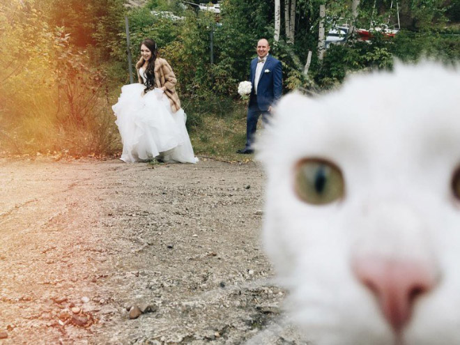 Funny photobombing cat.