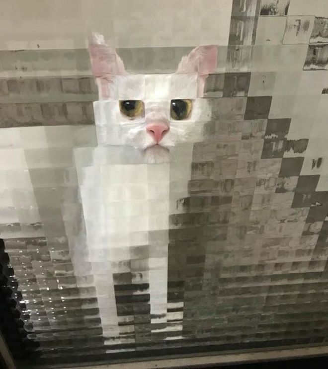 8-bit low resolution pixelated cat.